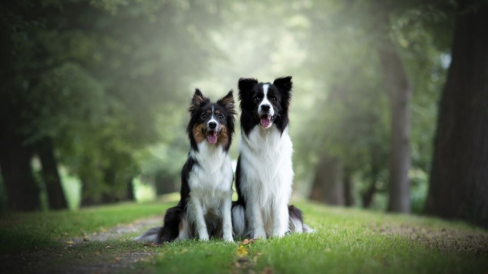 犬コン感想